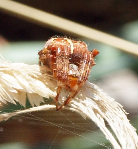 Photo of Araneus diadematus by Liz  Watkinson